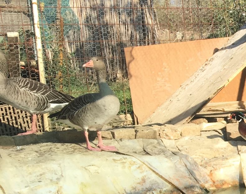  - Gâsca Sălbatică de Vară