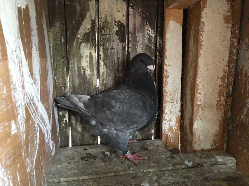 VA17 M - Matca Masculi Agh 2019