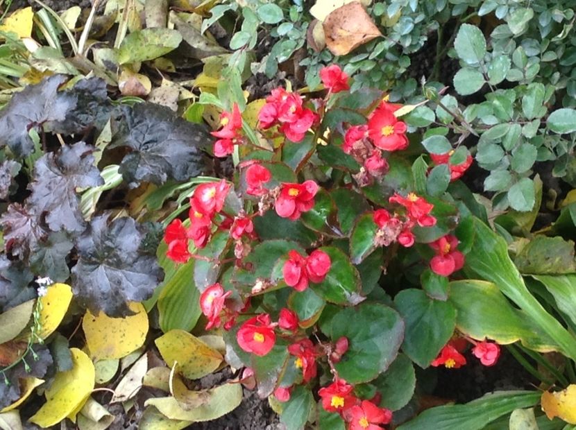  - Gradina in toamna 2017