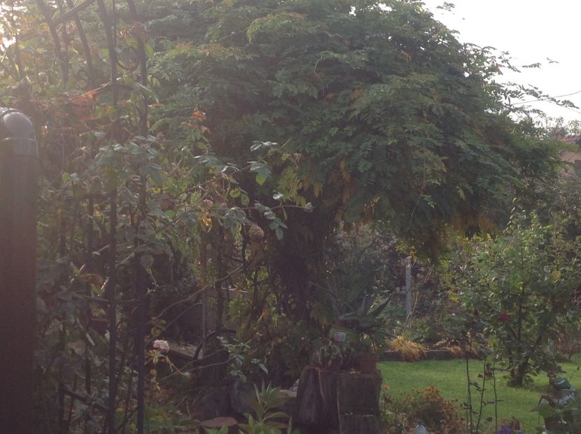  - Glicina 6 feb 2018