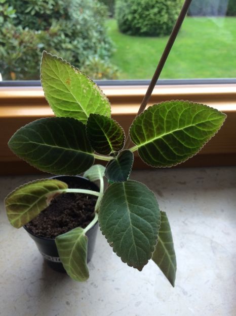 2017-AM-Favoritte este Larissa - Gloxinia Larissa