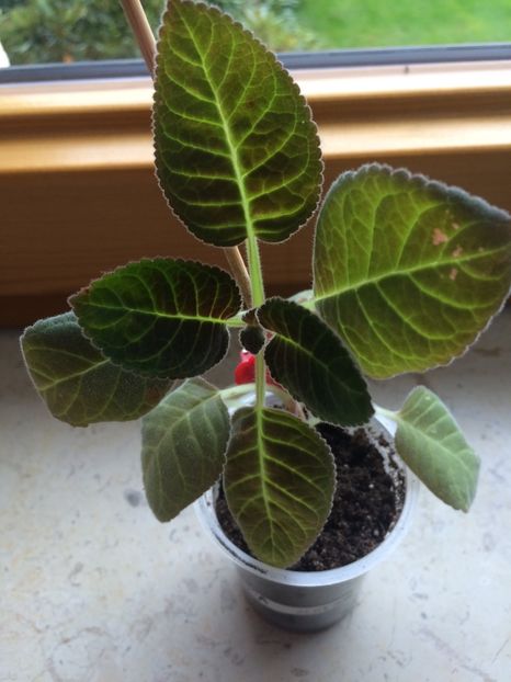 2017-Larissa - Gloxinia Larissa