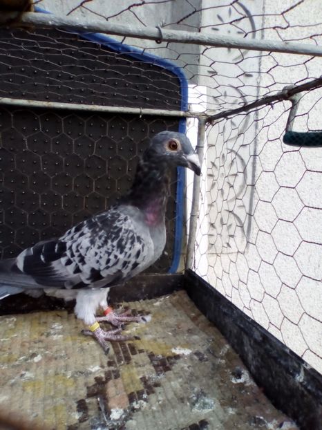  - 08-STIL VECHI 2017