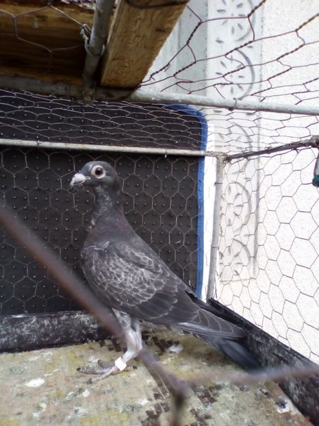  - 08-STIL VECHI 2017