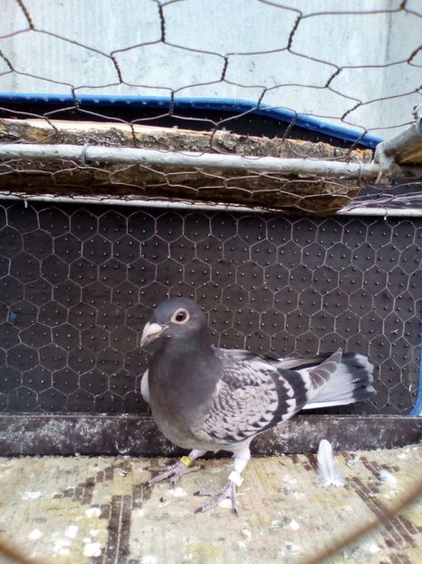  - 08-STIL VECHI 2017