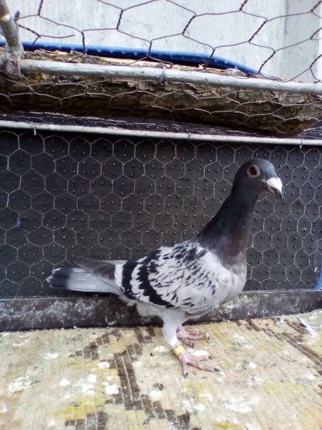  - 08-STIL VECHI 2017