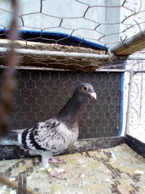  - 08-STIL VECHI 2017