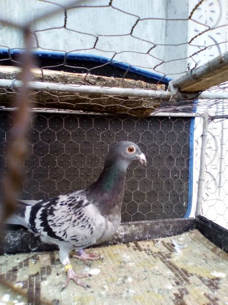  - 08-STIL VECHI 2017