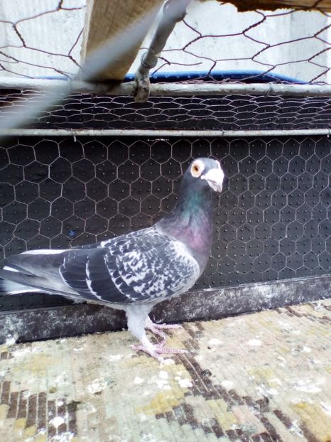  - 08-STIL VECHI 2017