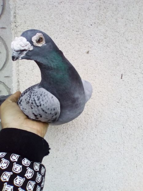  - 08-STIL VECHI 2017