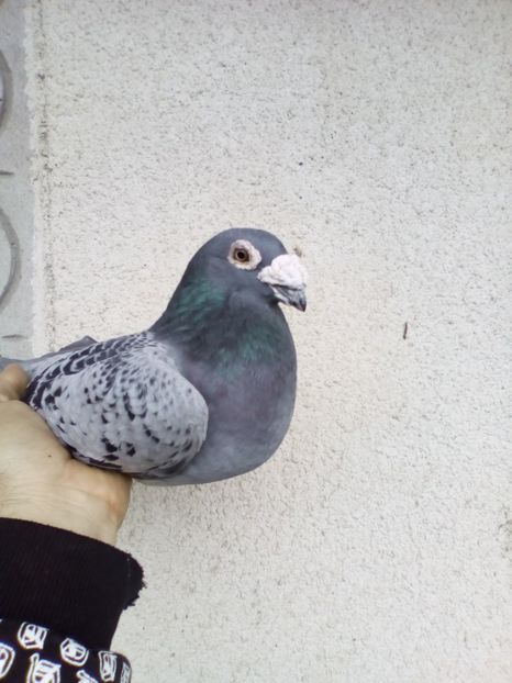 ACELASI - 08-STIL VECHI 2017