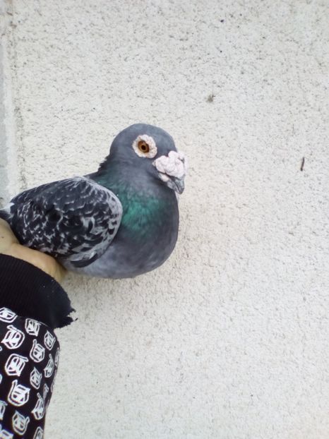  - 08-STIL VECHI 2017