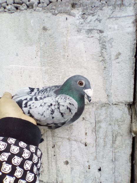  - 08-STIL VECHI 2017