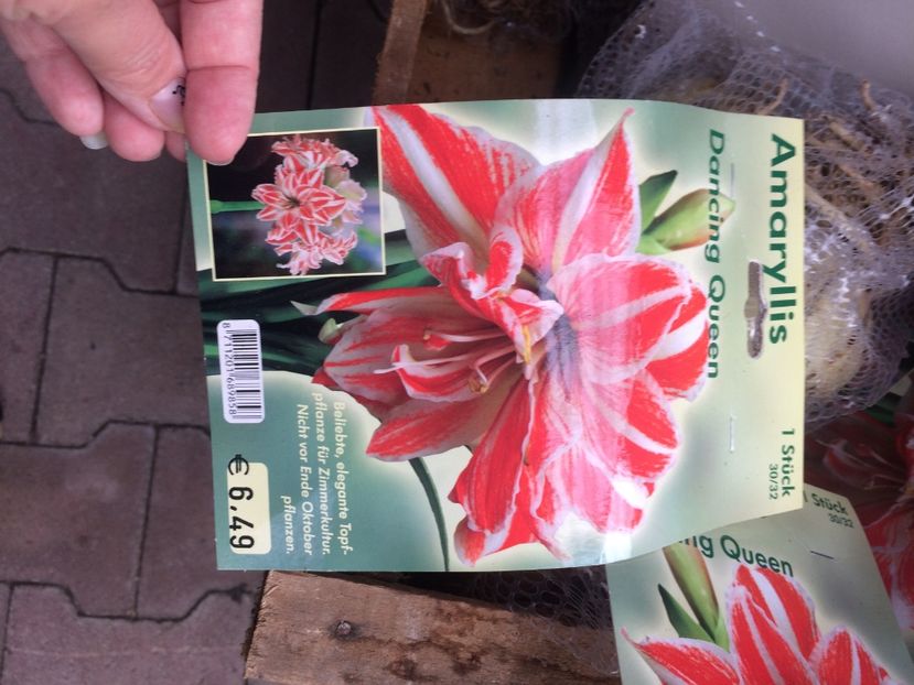 image - 7-Amaryllis si Clivia