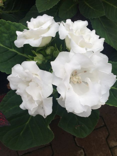 23.10.2017 - Gloxinia hibrid