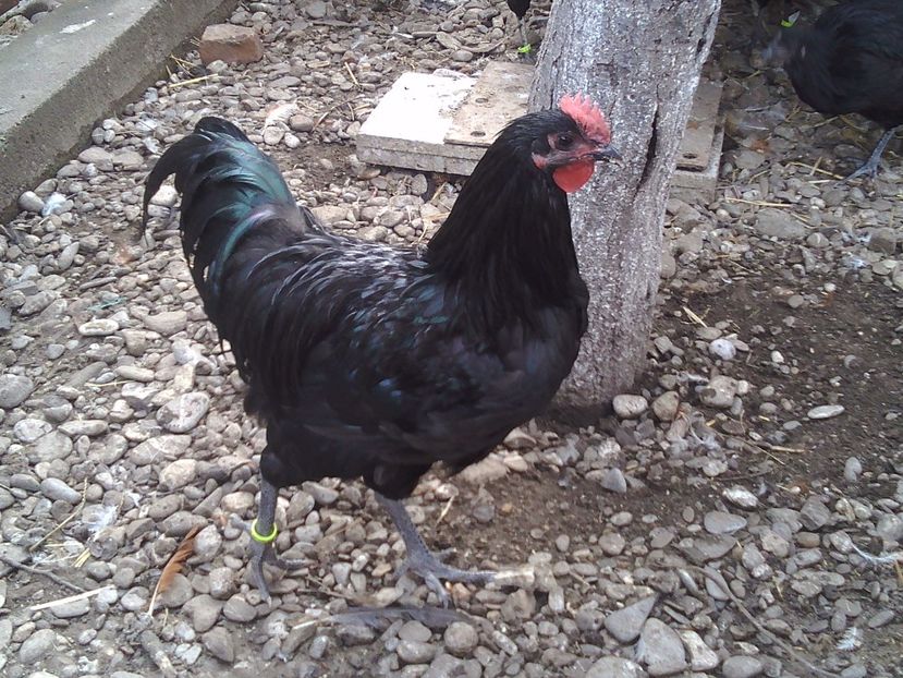 60 lei - De vanzare decembrie 2017