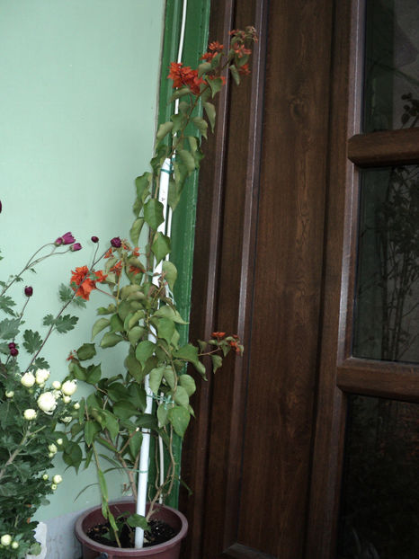 23 oct 2017 - BOUGANVILLEA