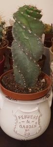 Cereus  forbesii spirals - Cactusi 2017