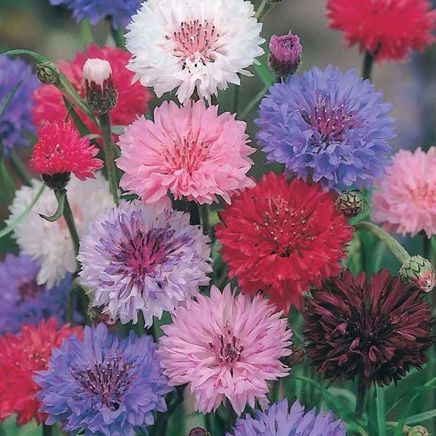 Seminte flori Cornflower Double Mixed - Seminte de Albastrea - Cornflower Double Mixed