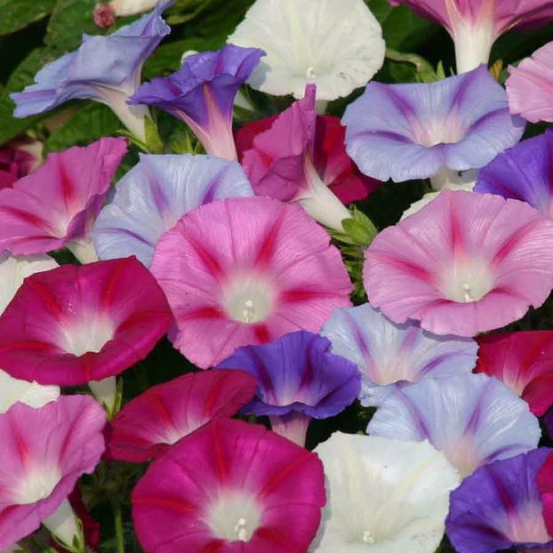 Seminte flori Ipomoea Lazy Luke Mixed - Seminte de Zorele Mix - Ipomoea Lazy Luke Mixed