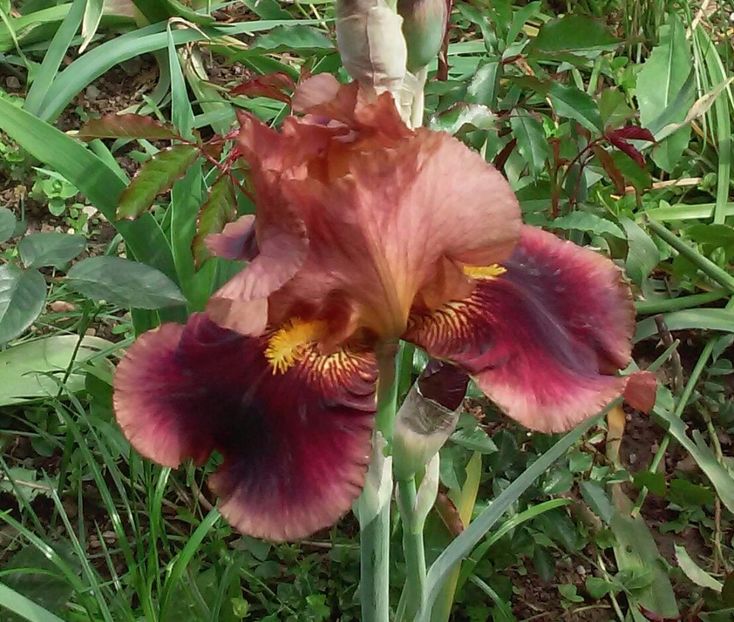 Apollodorus - Irisi intermedia si inalti 2017