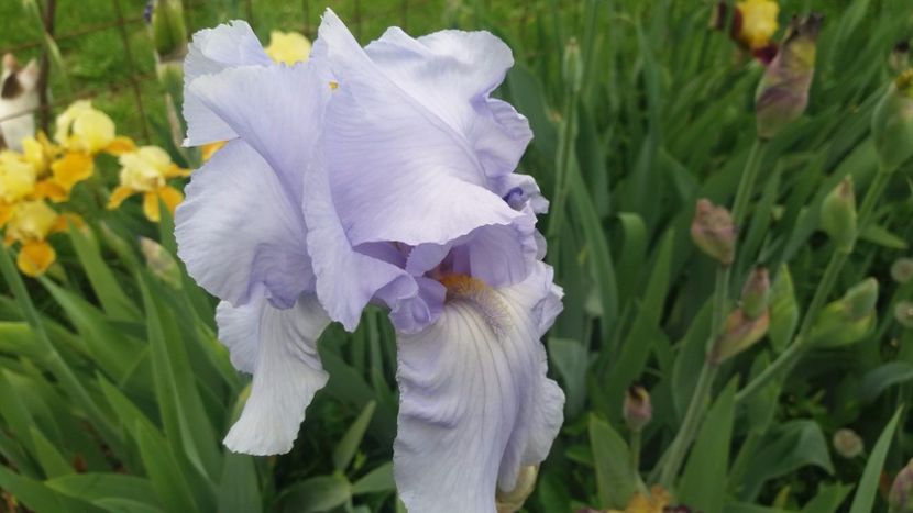 Blue Sapphire - Irisi intermedia si inalti 2017