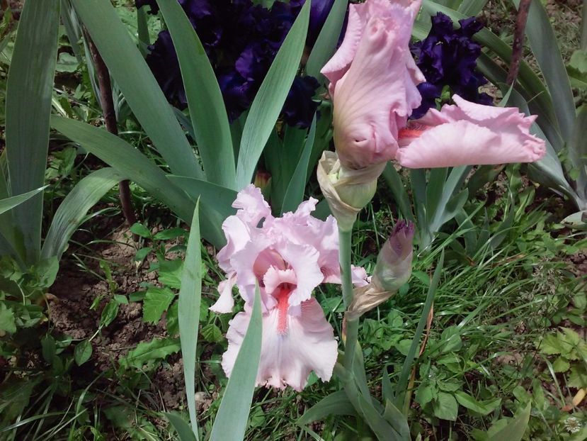 Blushing pink2 - Irisi intermedia si inalti 2017