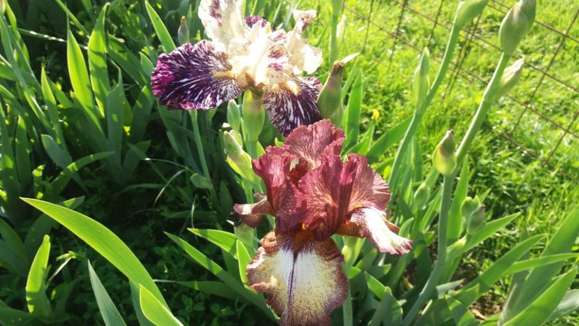 Burgundy Brown - Irisi intermedia si inalti 2017