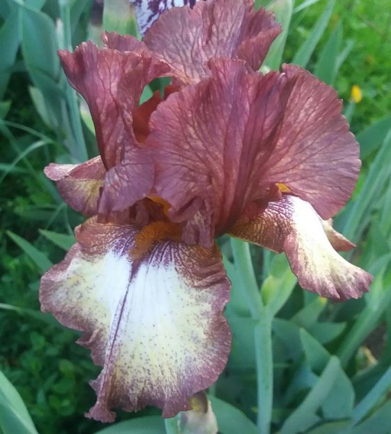 Burgundy Brown1 - Irisi intermedia si inalti 2017
