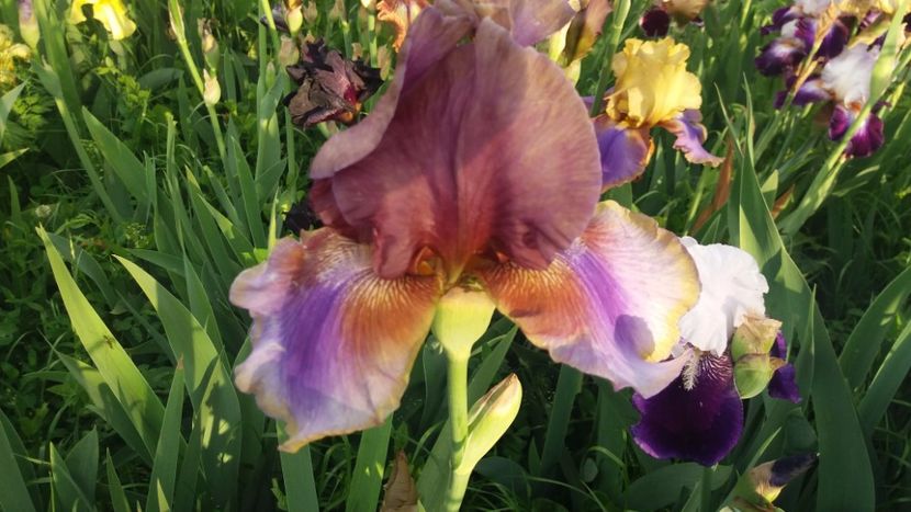 Burnt Toffee(1) - Irisi intermedia si inalti 2017