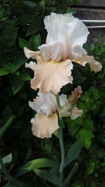 Champagne Elegance - Irisi intermedia si inalti 2017