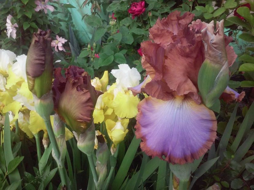 Competitive Edge 2017 - Irisi intermedia si inalti 2017