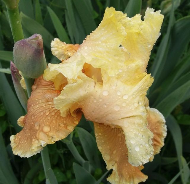 English charm - Irisi intermedia si inalti 2017