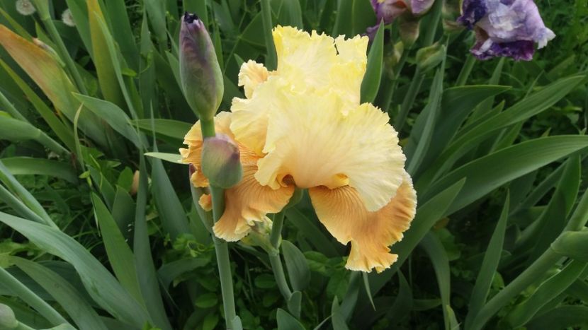 English charm1 - Irisi intermedia si inalti 2017