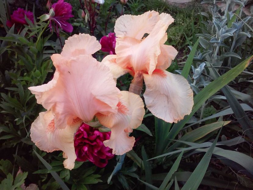 Firebreather - Irisi intermedia si inalti 2017