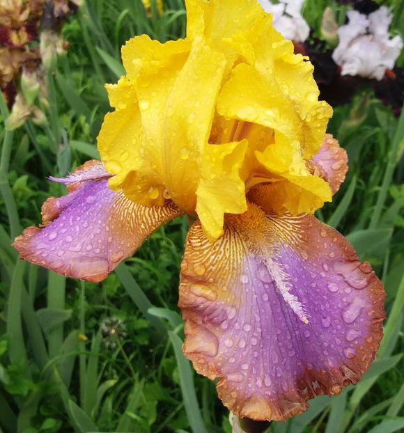 Gladys Austin 2017 (2) - Irisi intermedia si inalti 2017