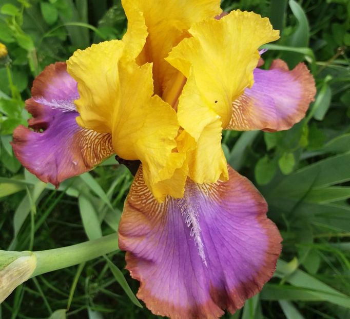 Gladys Austin2 - Irisi intermedia si inalti 2017