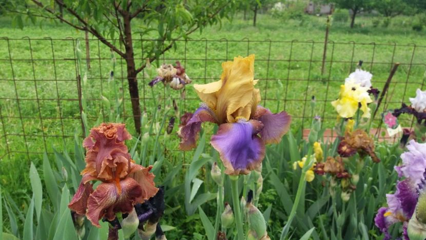 Gypsy Prince & Ruffled Copper Sunset - Irisi intermedia si inalti 2017