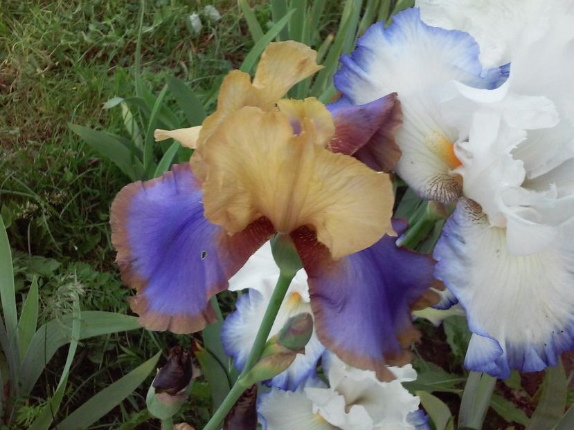 Gypsy Prince - Irisi intermedia si inalti 2017