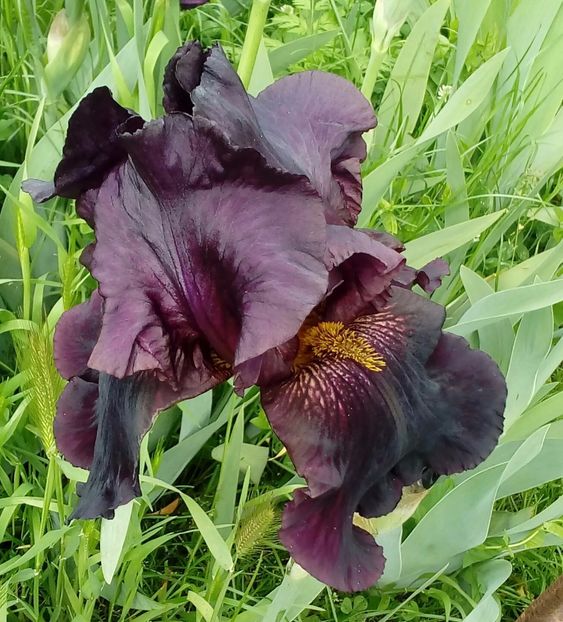 Hell's fire1 - Irisi intermedia si inalti 2017