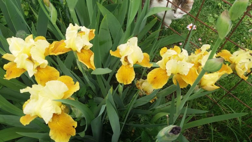 Honey glazed - Irisi intermedia si inalti 2017