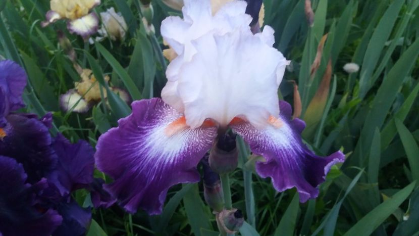 Impressions de Jouy - Irisi intermedia si inalti 2017