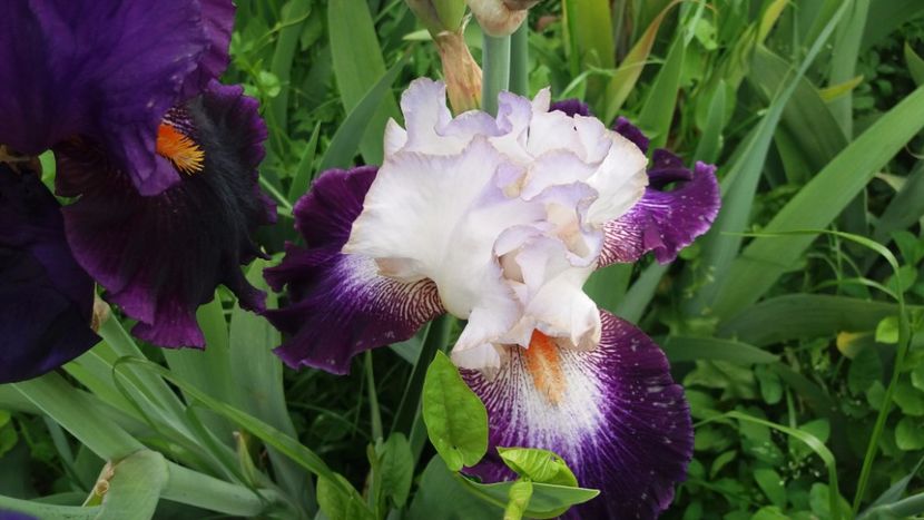 Impressions de Jouy1 - Irisi intermedia si inalti 2017