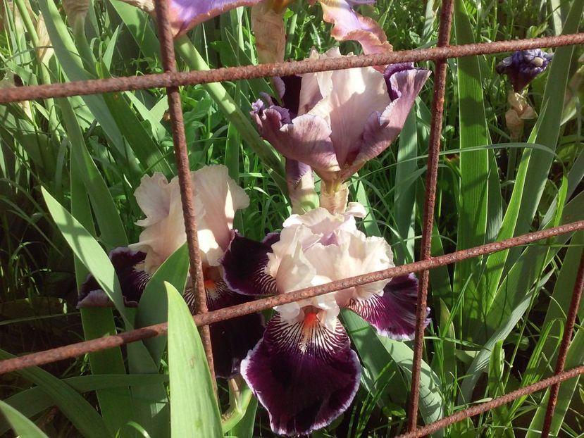 Liaison - Irisi intermedia si inalti 2017