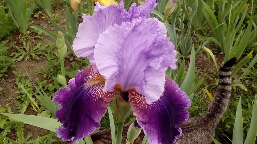 Lilla Alberta - Irisi intermedia si inalti 2017