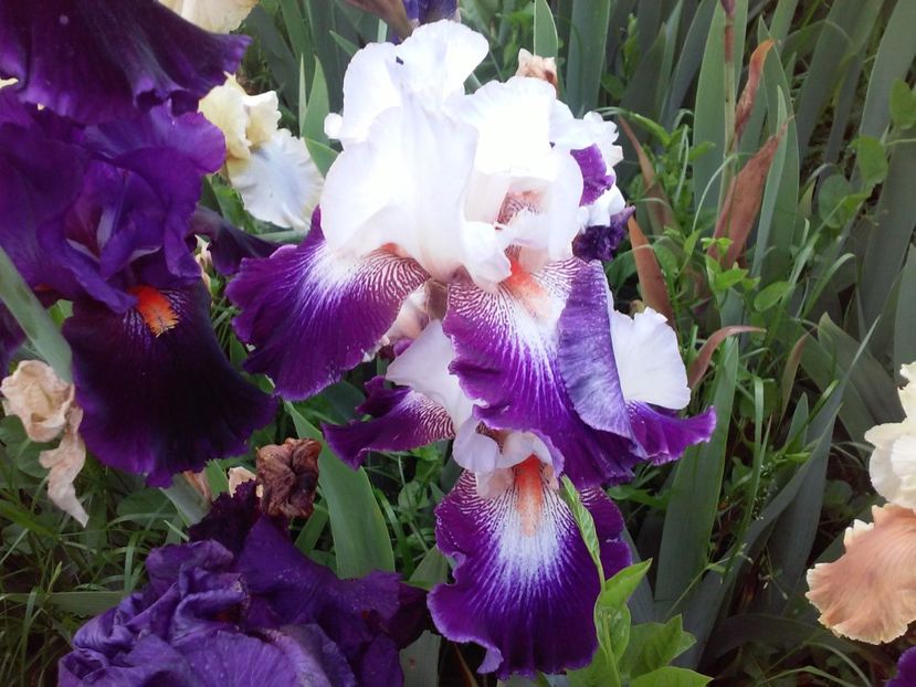 Local color & Impressions de Jouy - Irisi intermedia si inalti 2017