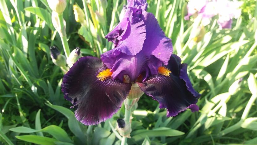 Local color - Irisi intermedia si inalti 2017