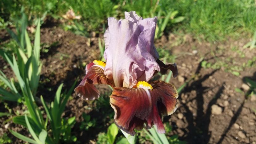 Man's best friend (3) - Irisi intermedia si inalti 2017