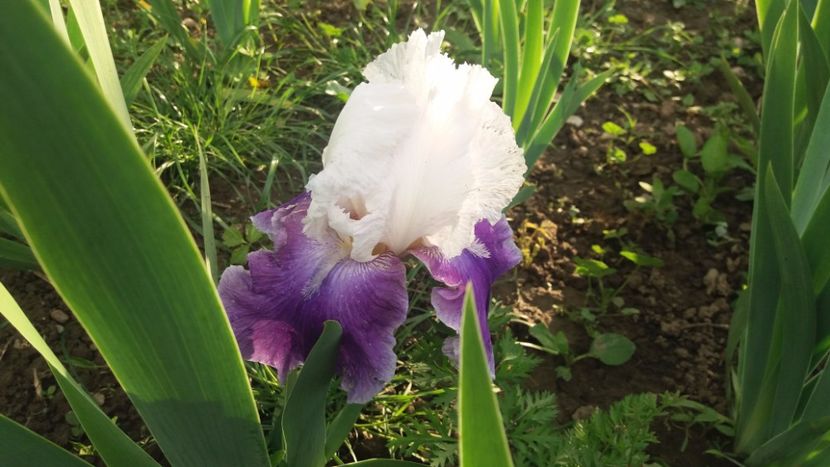 Margarita - Irisi intermedia si inalti 2017