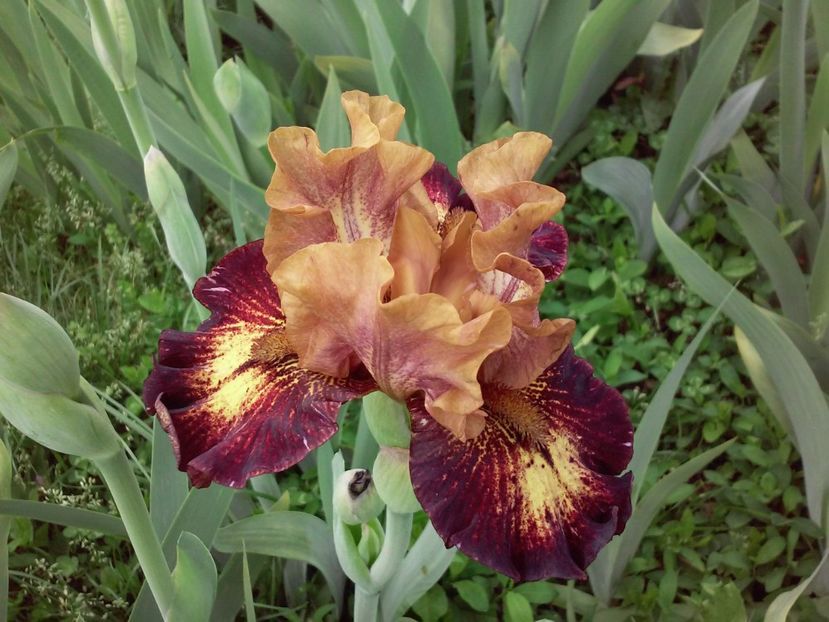 Masked bandit - Irisi intermedia si inalti 2017